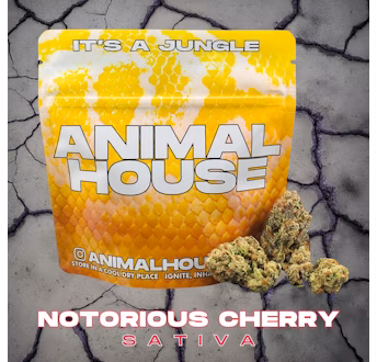 Photograph of product: Animal House - NOTORIOUS CHERRY - 3.5g