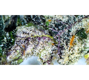 Photograph of product: Ice Cream Cake Shake - 3.5g