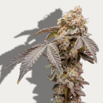 Photograph of Product: Lemon Shiv - Vertical Cannabis - 7g Pre-Packaged