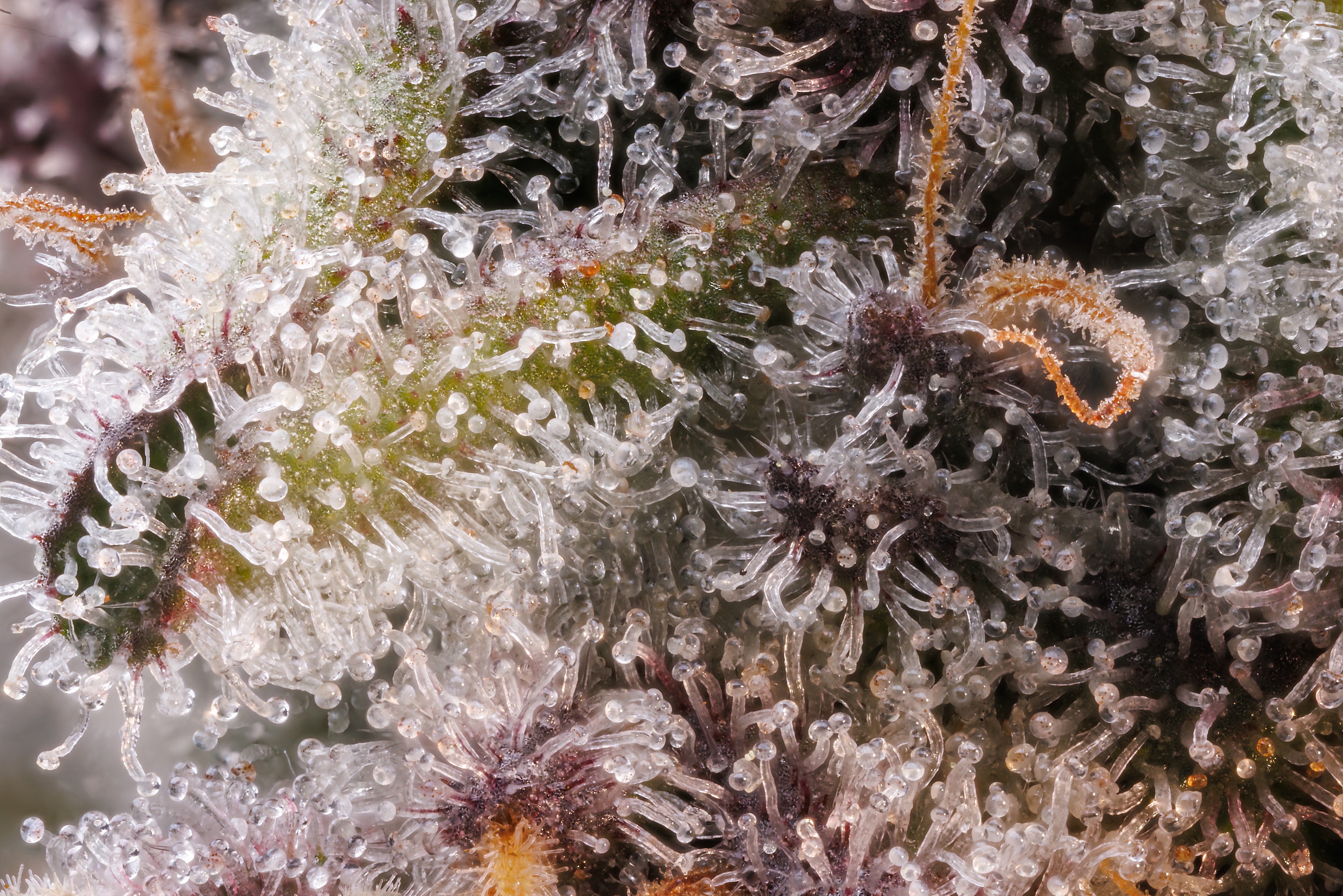 Photograph of product: Black Marshmello #3 (I) - Borealis - 3.5g Pre-Packaged