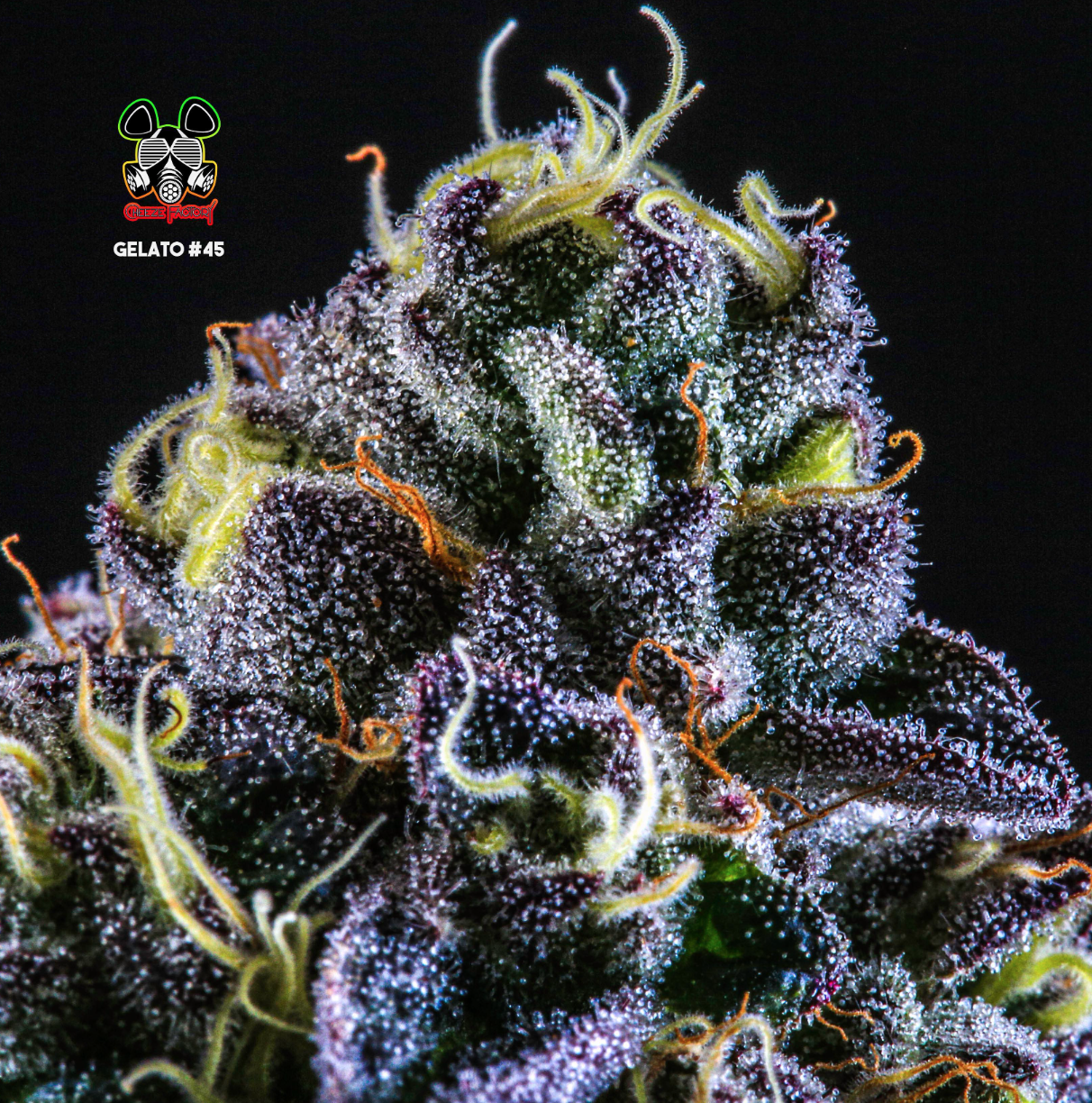 Photograph of product: Gelato 45 - 28g