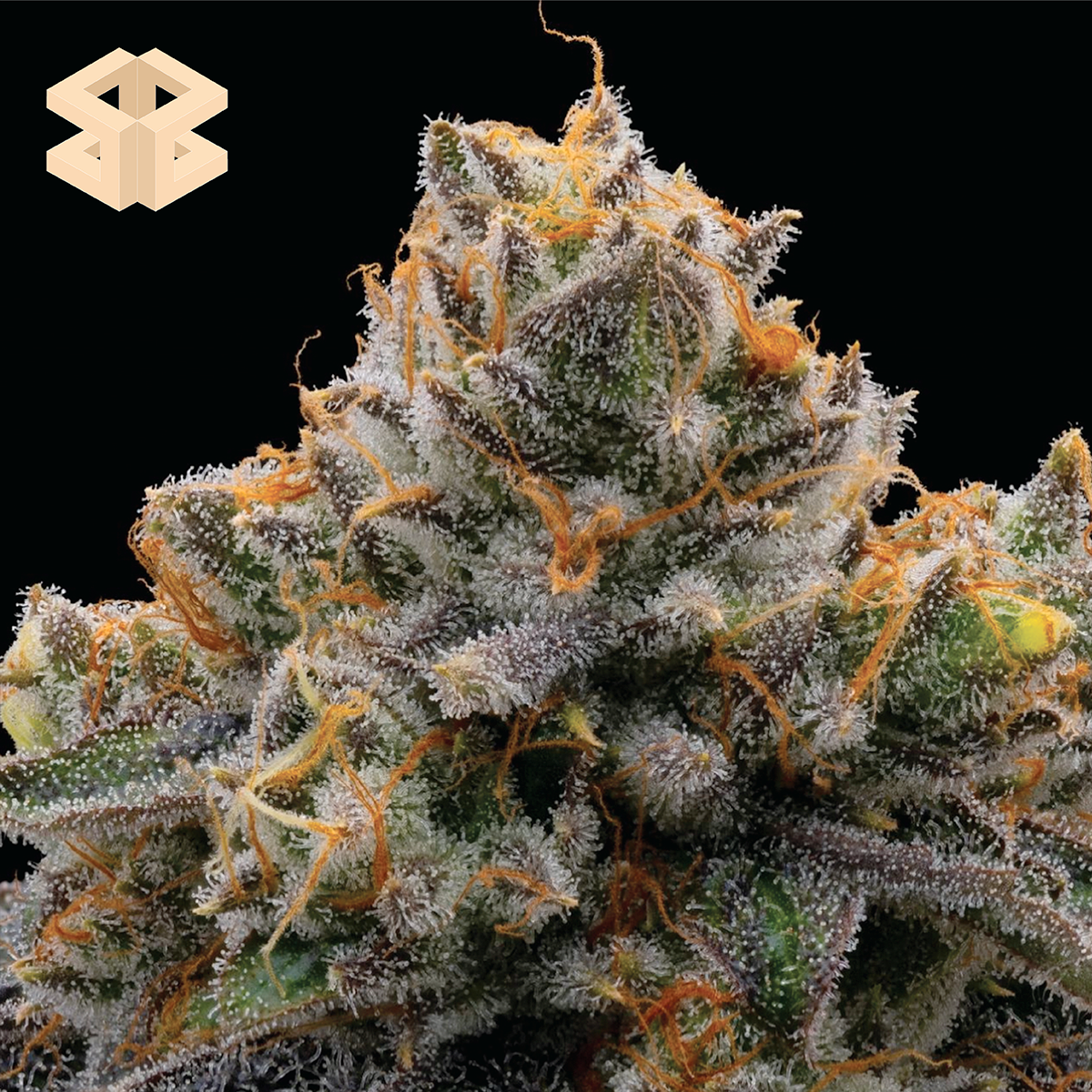 Photograph of product: Banana Oz #8 - Burly Botanicals Flower - 7g