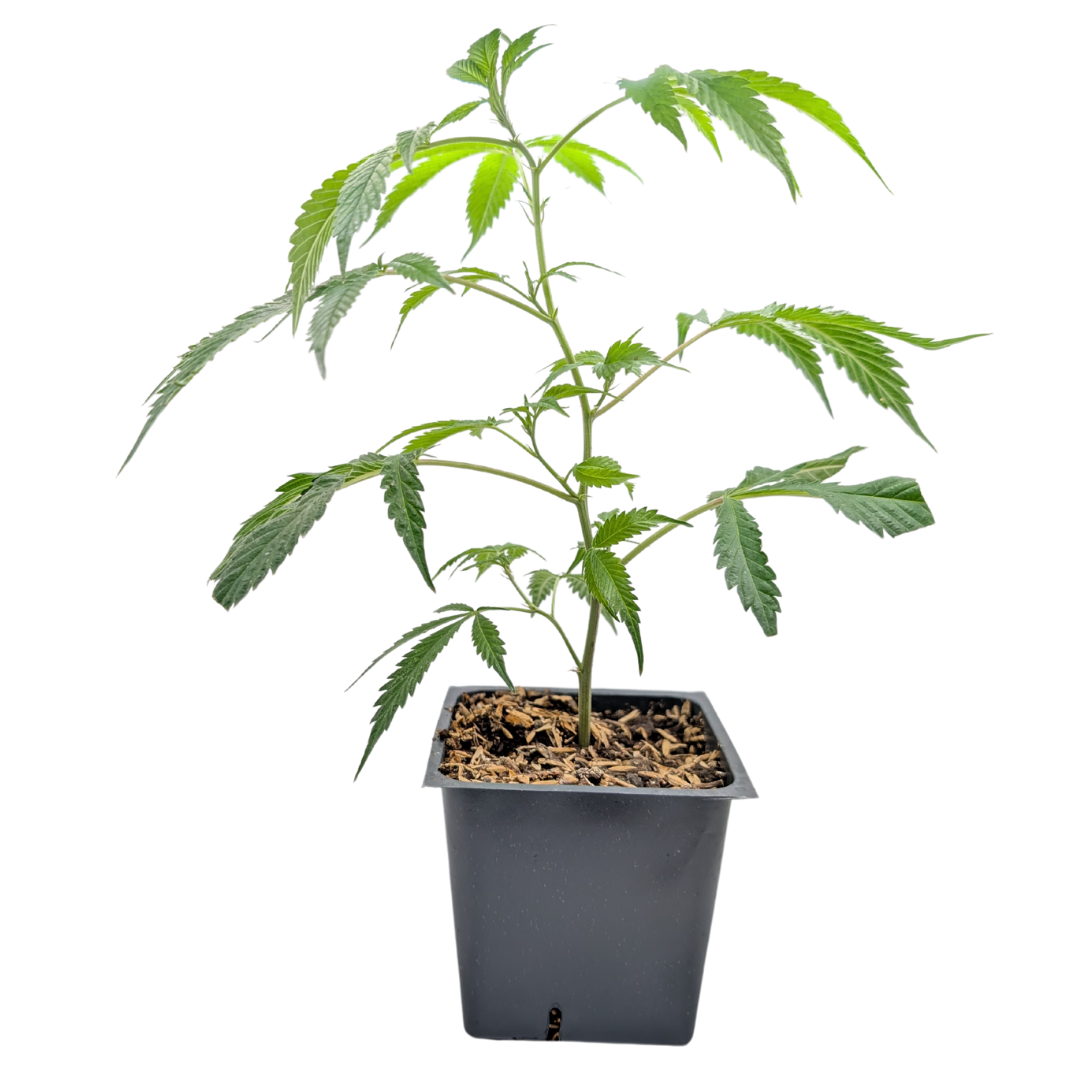 Photograph of Product: High Brix Clone Varies Strains