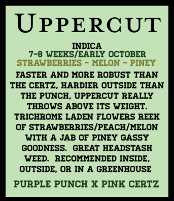 Photograph of product: Uppercut (6pk Feminized Seeds)