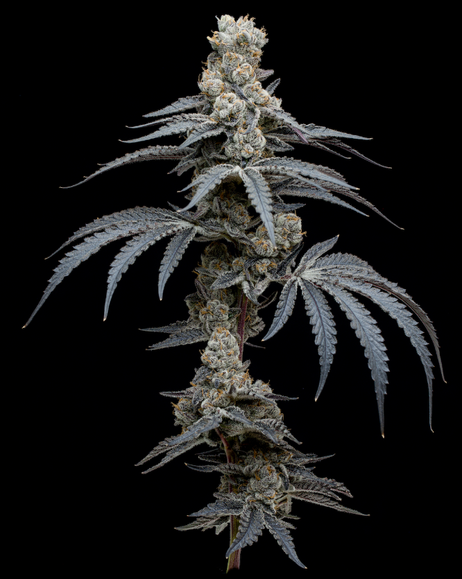 Photograph of product: Blueberry Cherry | Cold Cure Full Spectrum Rosin | 0.5g