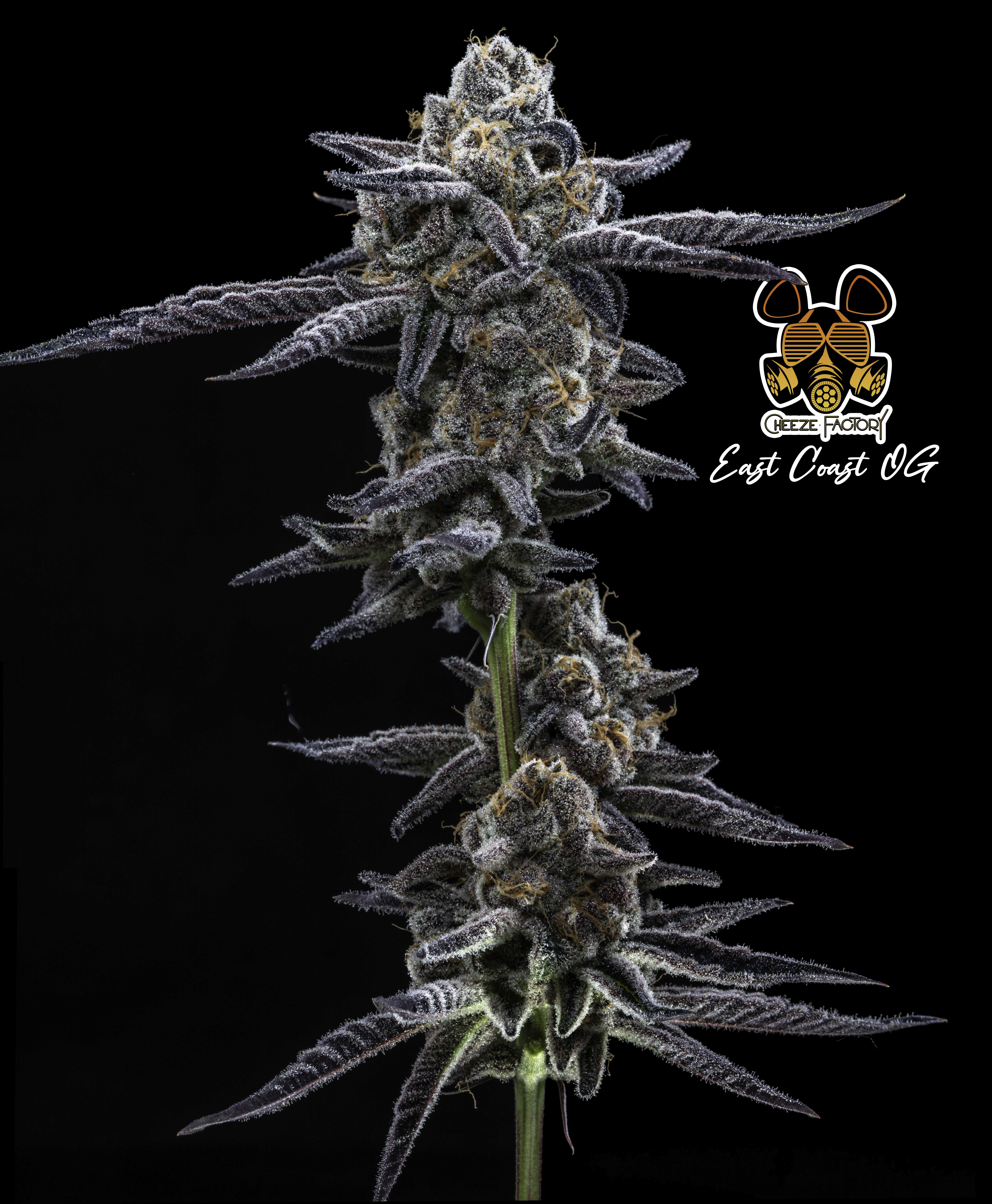 Photograph of product: East Coast OG - 28g