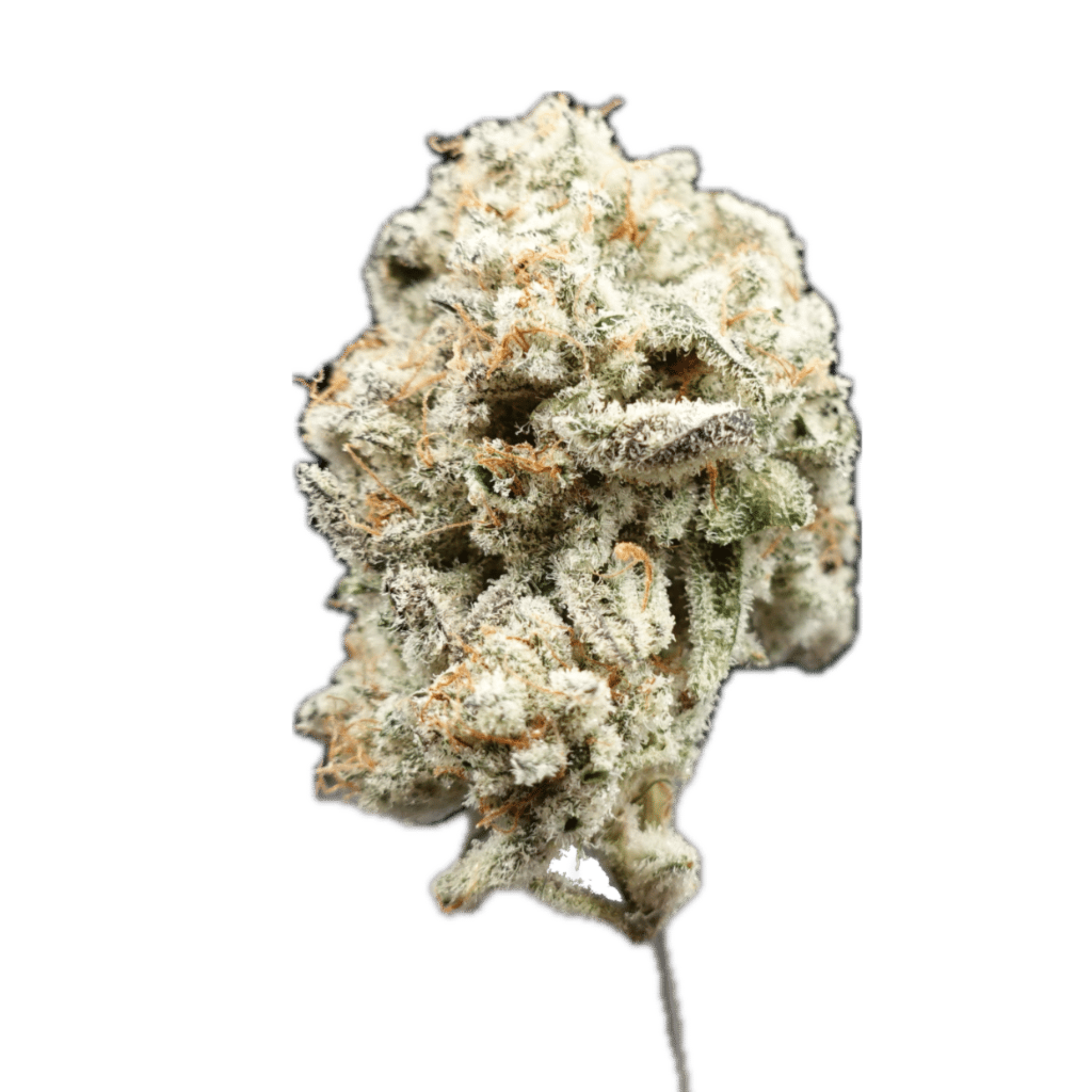 Photograph of product: Black Ice | 1/8 Indoor Flower | - 3.5g