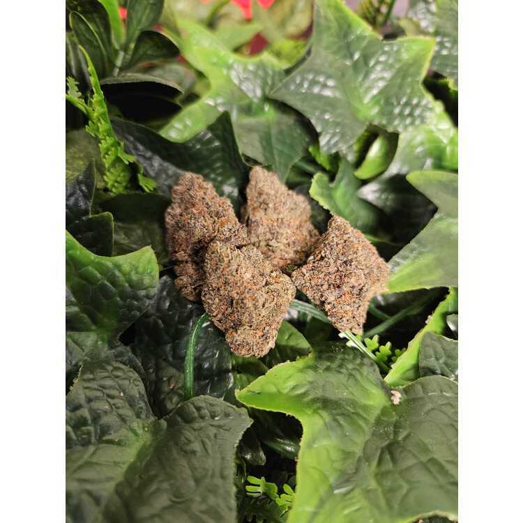 Photograph of product: Acai Gelato - Indoor Flower - Koru - Harvested: 3/1/25 - 1g