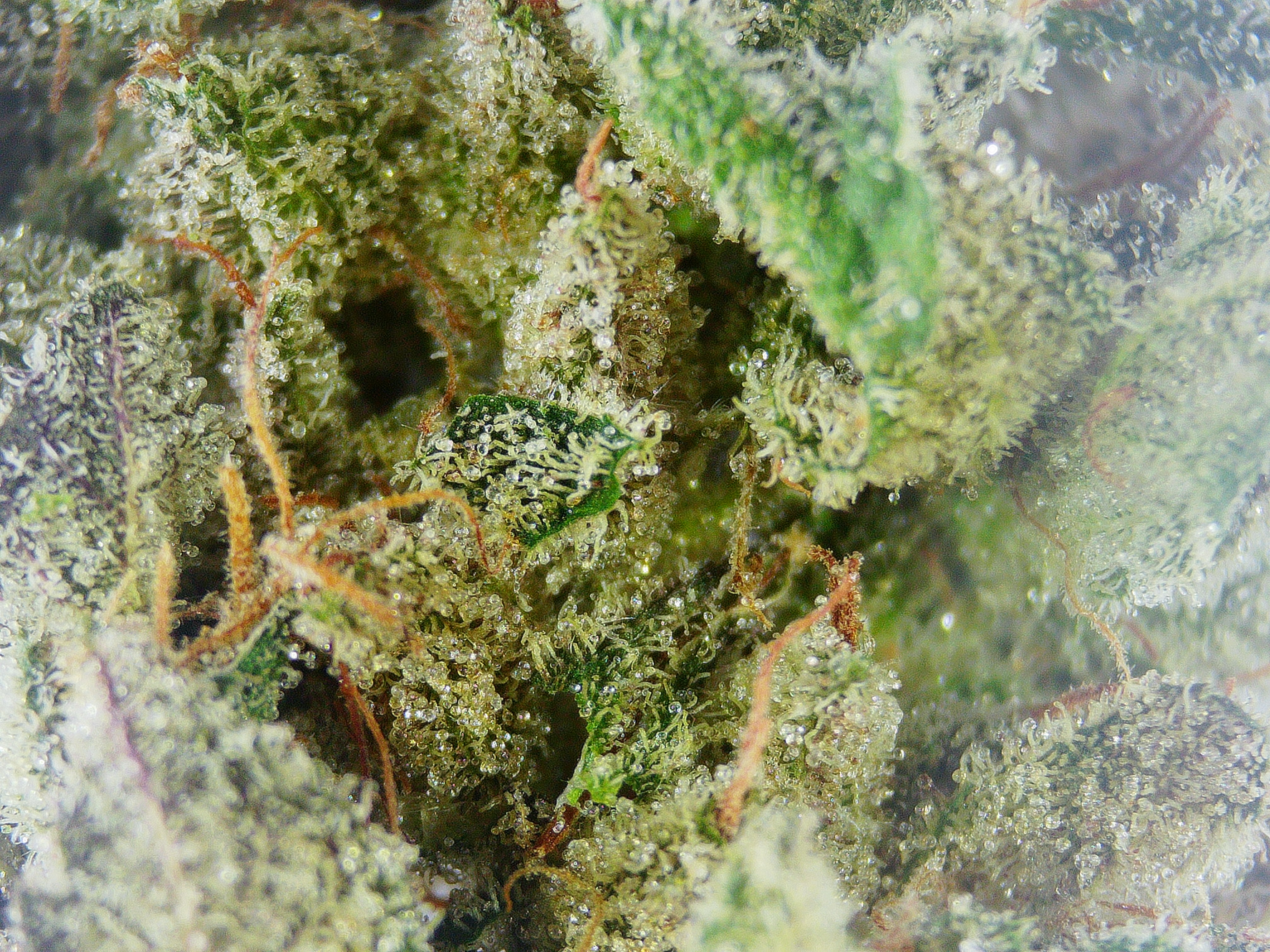 Photograph of Product: Uncle Wayne's Finest Blue Lotus BULK Flower - 1g