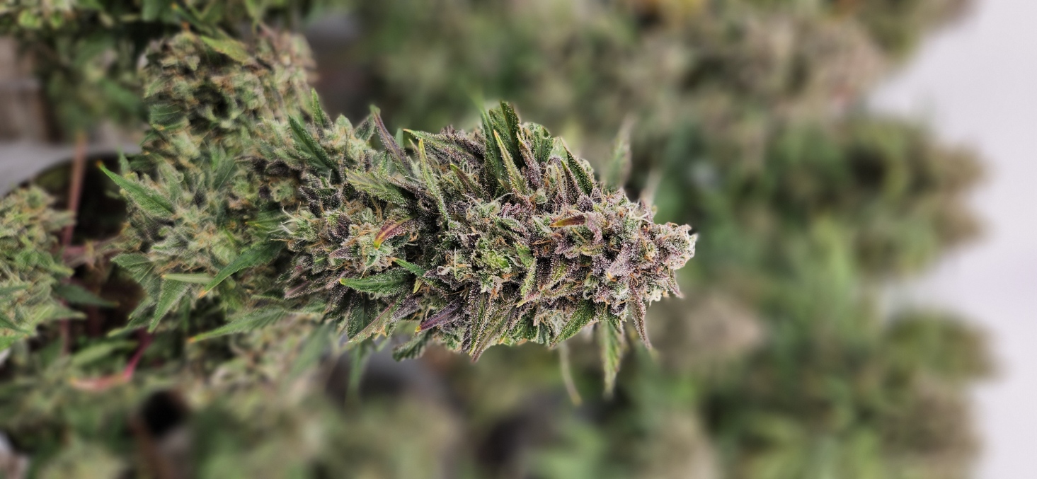 Photograph of product: Cherry Kush | 3.5g