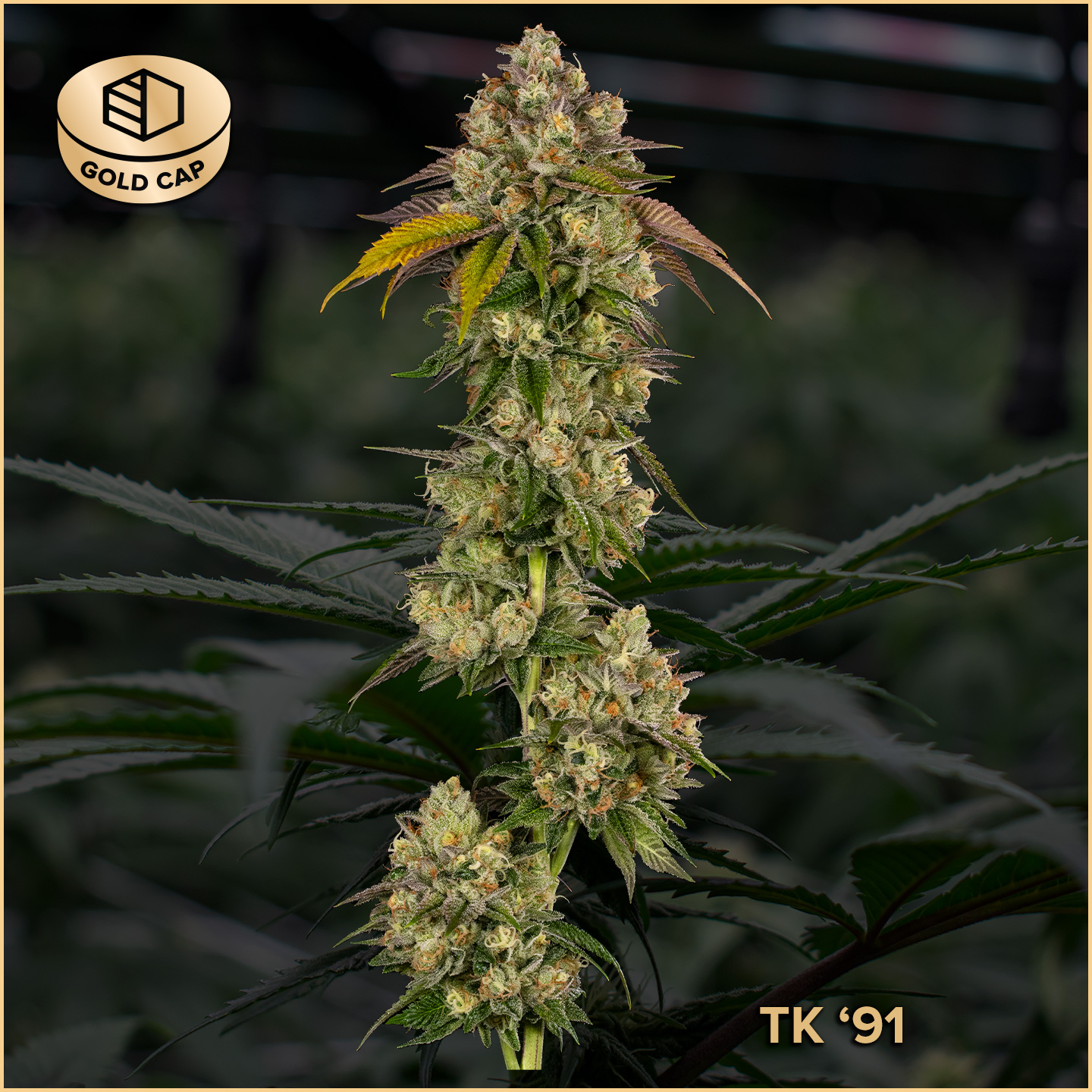 Photograph of product: Flower - TK 91 - 3.5g