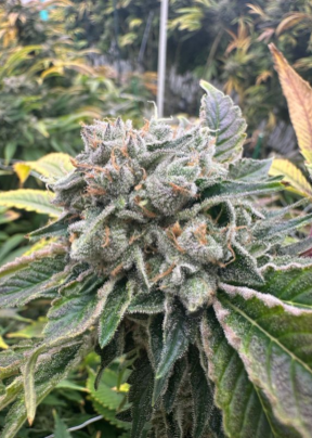 Photograph of product: Zoefredo - 3.5g