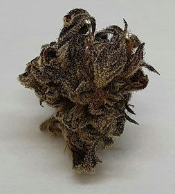 Photograph of product: Clovis Farm | Cosmic Kiwi | Sungrown | Living Soil | Bulk - 28g