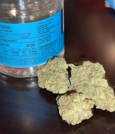 Photograph of product: REVOLUTION - THE STEPSISTER (7G) (I)