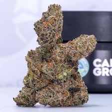 Photograph of product: Cape Cod Grow Lab | Lions Breath | 3.5g