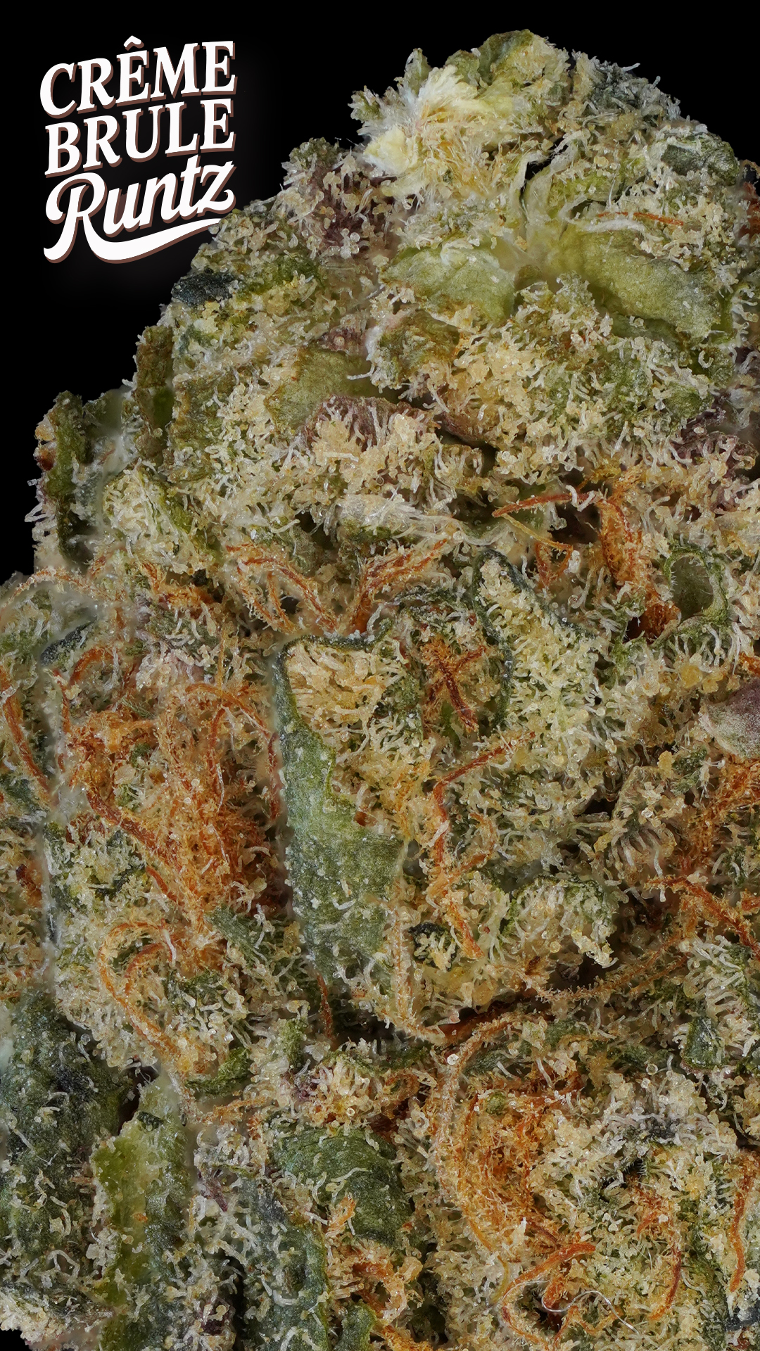 Photograph of product: Prolific Growhouse Creme Brulee Runtz 3.5g
