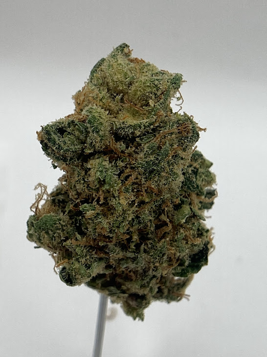 Photograph of product: Ripped City Gardens | Oui'd Hybrid | Old School Sour Tangie - 28g