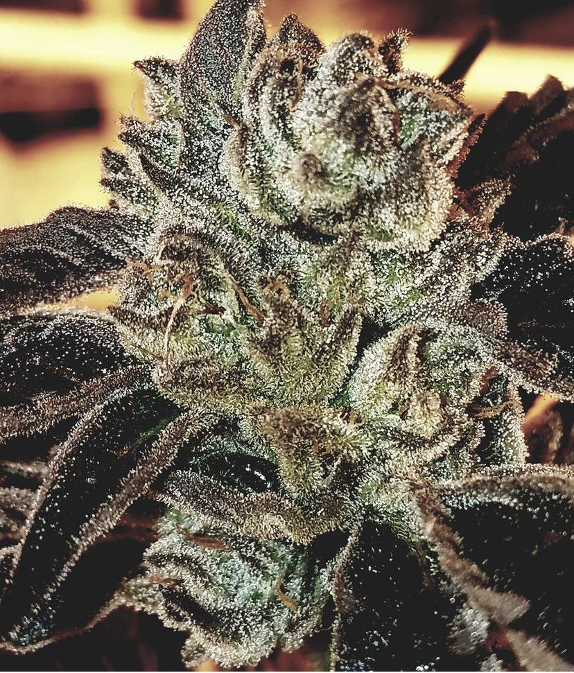 Photograph of product: 4 Kings 1/8 Prepack - 28g