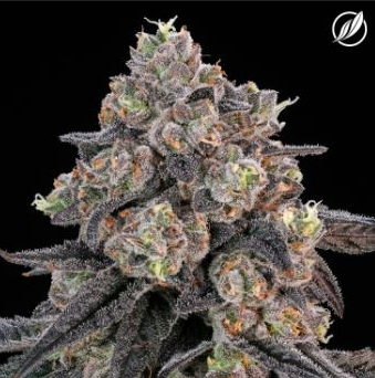 Photograph of product: Sunny Stomper Flower H 25843 (3.5g)