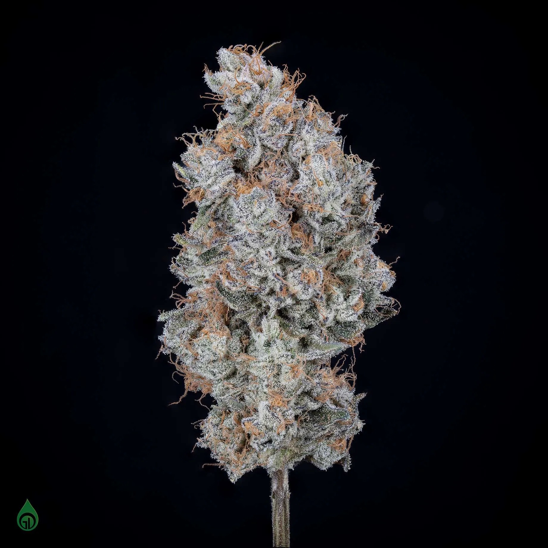 Photograph of product: Green Dot Black Label Belgium Bl (I) 3.5g