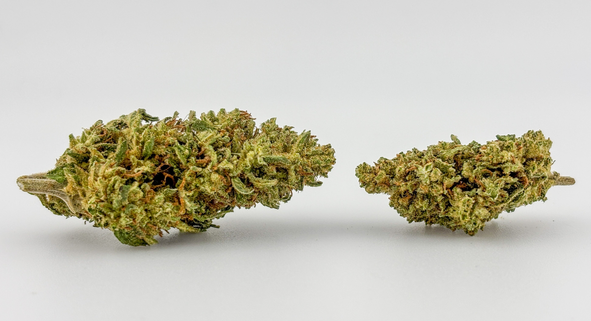 Photograph of product: Williams Wonder | Flower [H] | Pineapple (6414)