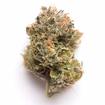 Photograph of product: Propaganda | Gelato 33 | Pre-roll, 1g
