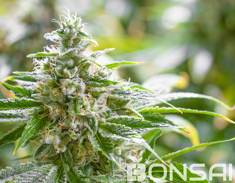 Photograph of product: Runtz Banger | Bonsai - | Bulk Flower - 28g