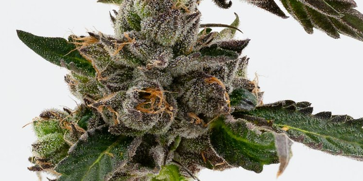 Photograph of product: Pink Lady - 1g