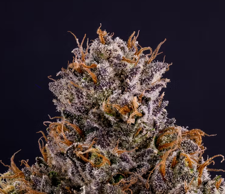 Photograph of product: Fig Farms Rapper Weed Flower 3.5g