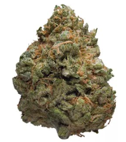 Photograph of product: Poinsettia Fizz Bulk Flower - 28g