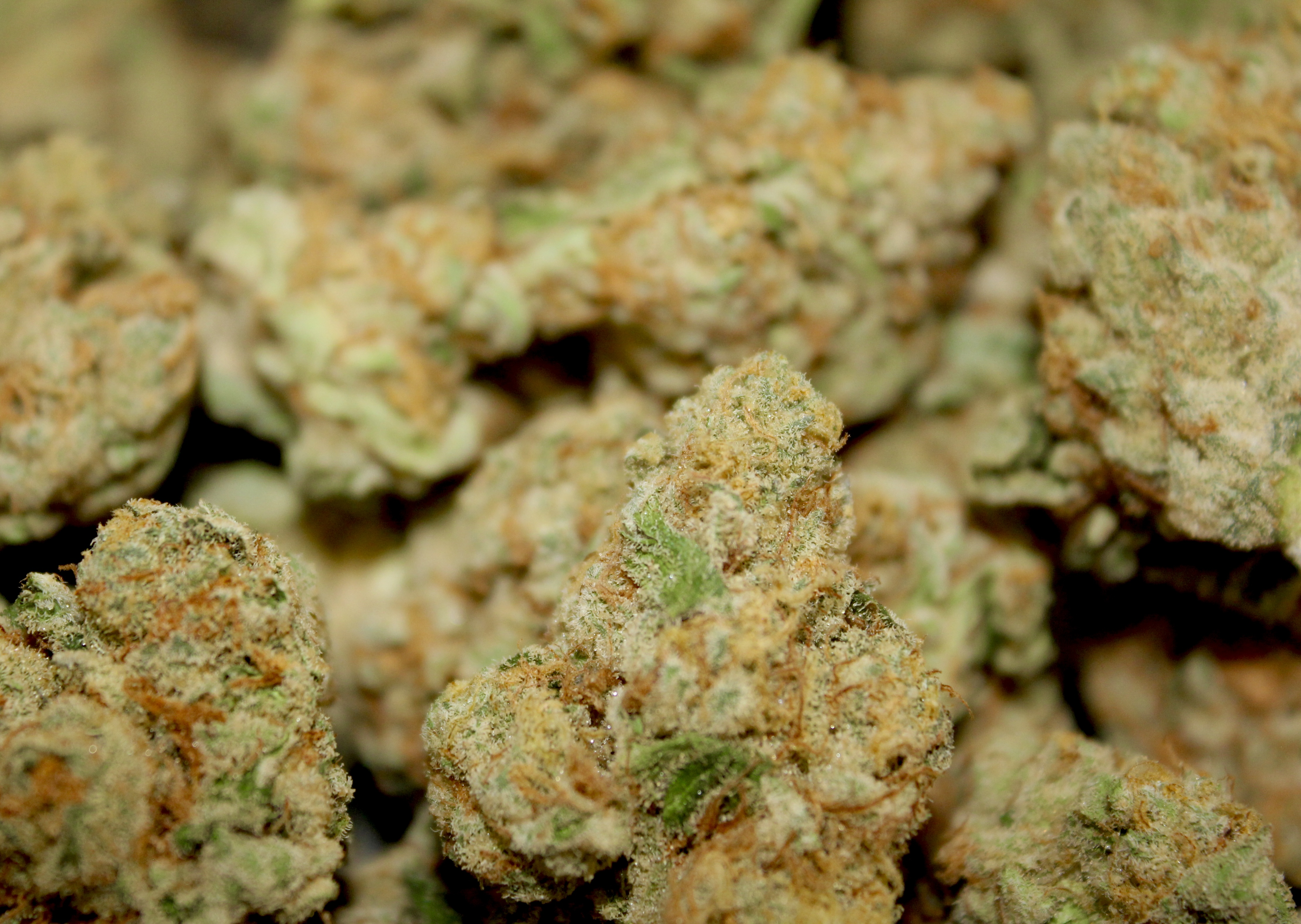 Photograph of product: Blue Garlic (S)