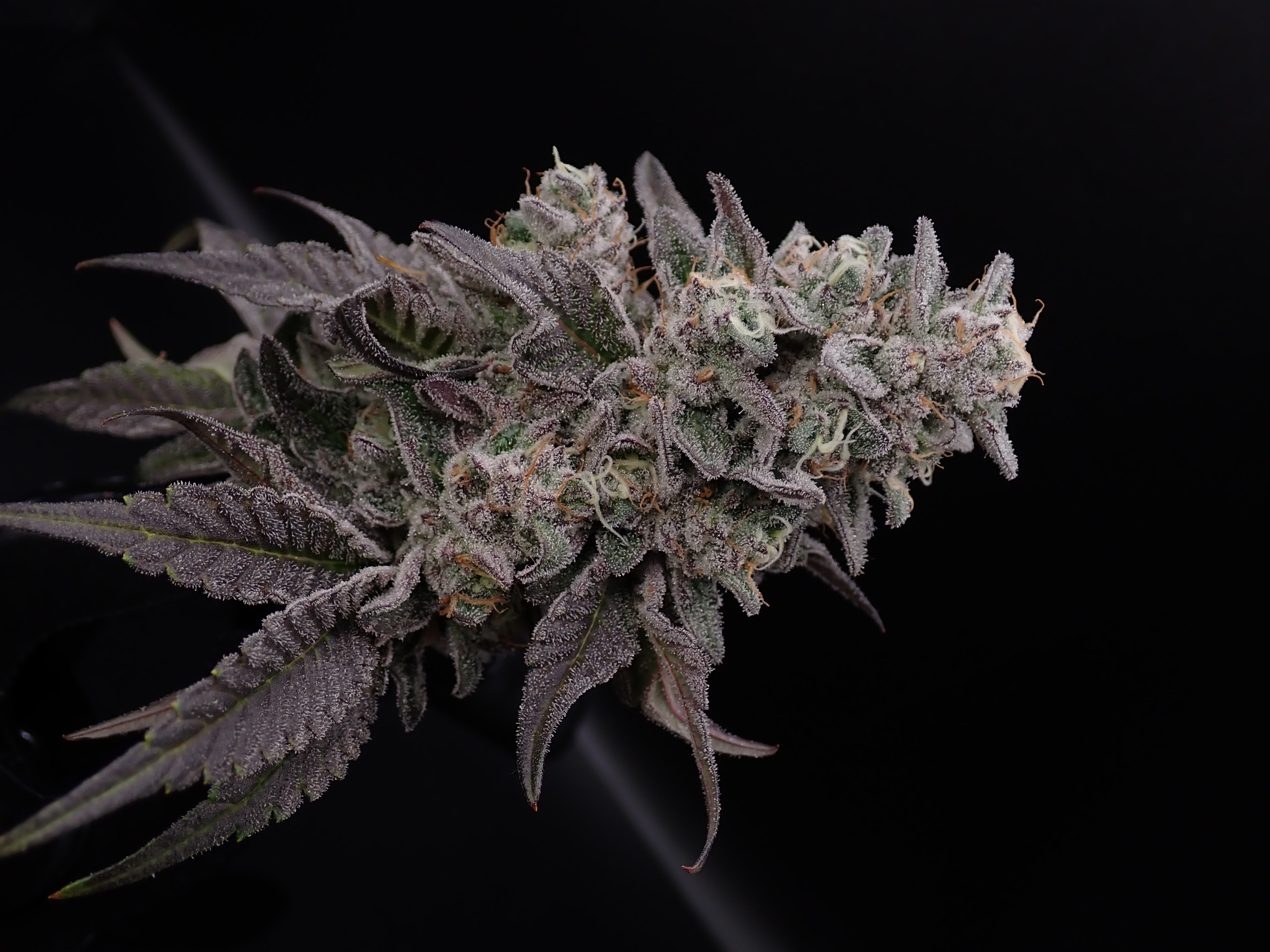 Photograph of product: Kush Mint (H) - Hermit's Delight - Smalls Pre-Packaged T1 - 28g