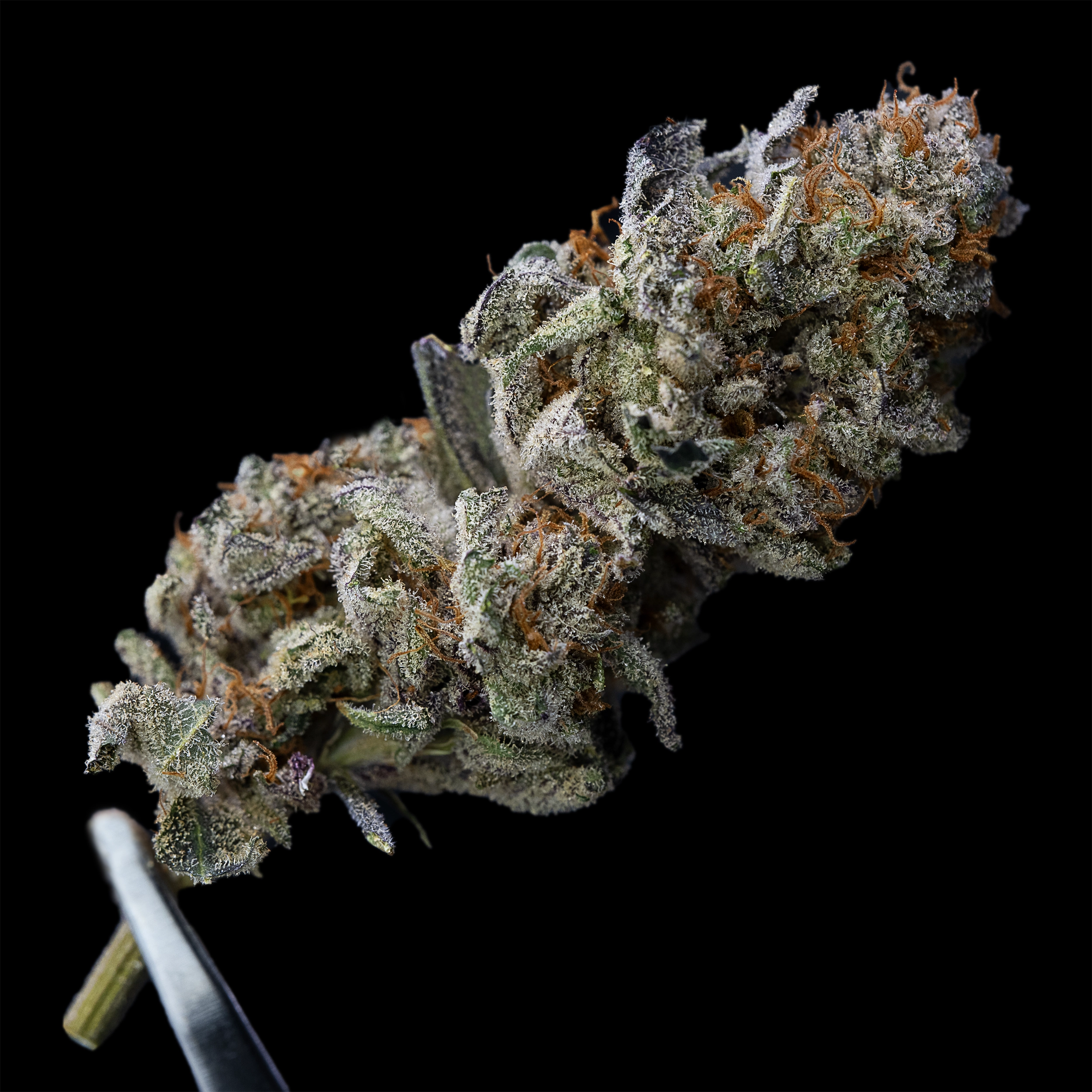 Photograph of Product: 3.5g Sour Cannalope Haze - Living Soil Cannabis - Upstate Elevator Operators