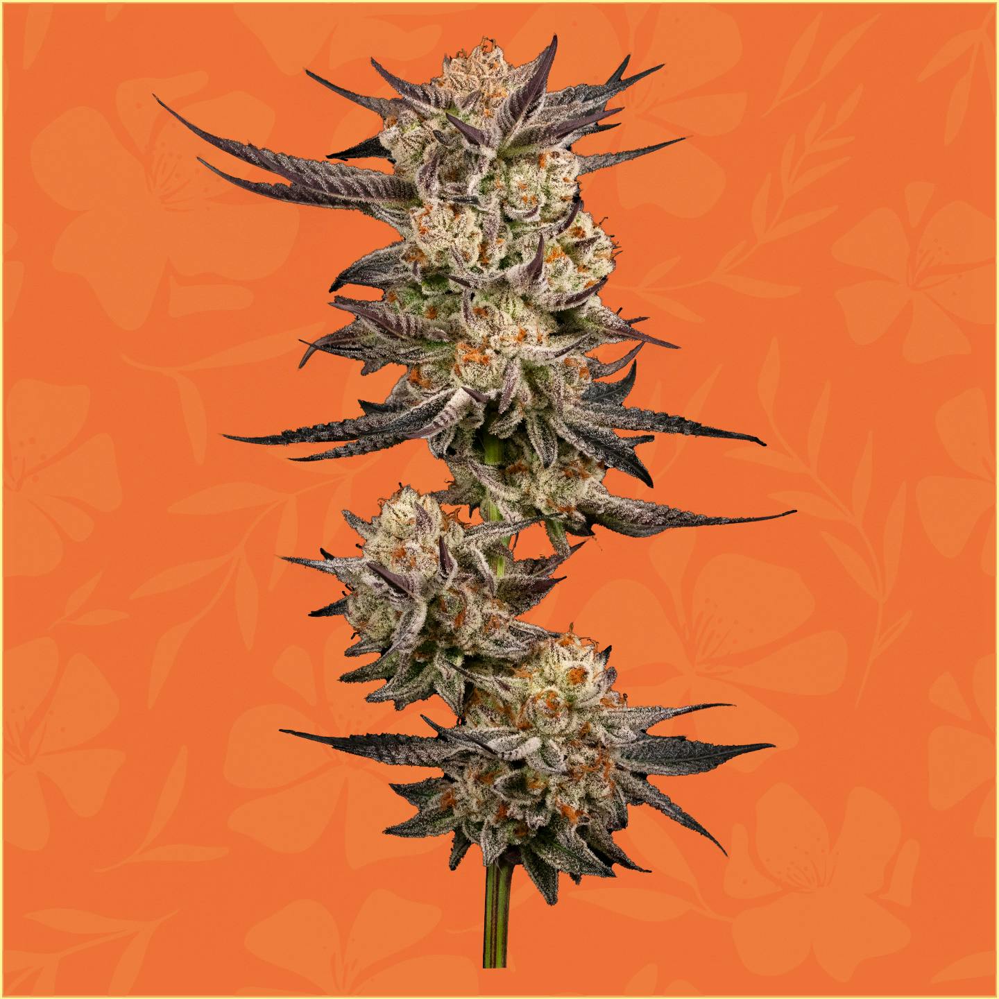 Photograph of product: Dosi-Pie Whole Flower