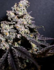 Photograph of product: Savvy PCG Runtz 7g Preground