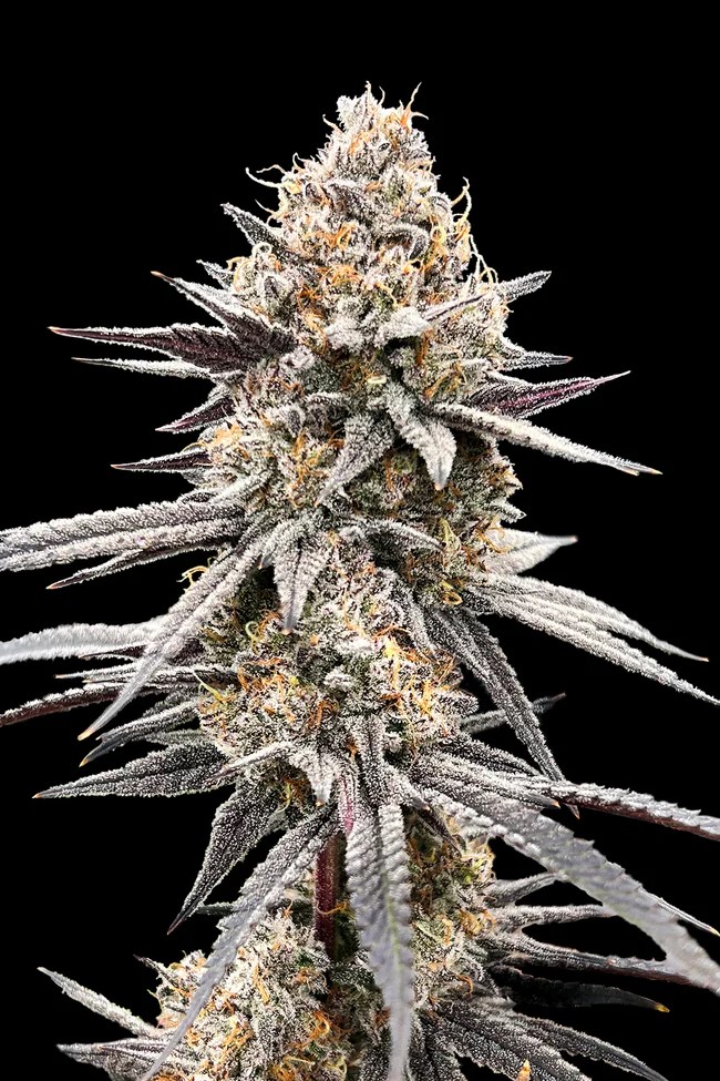 Photograph of product: Grape Bubblegum | - 28g