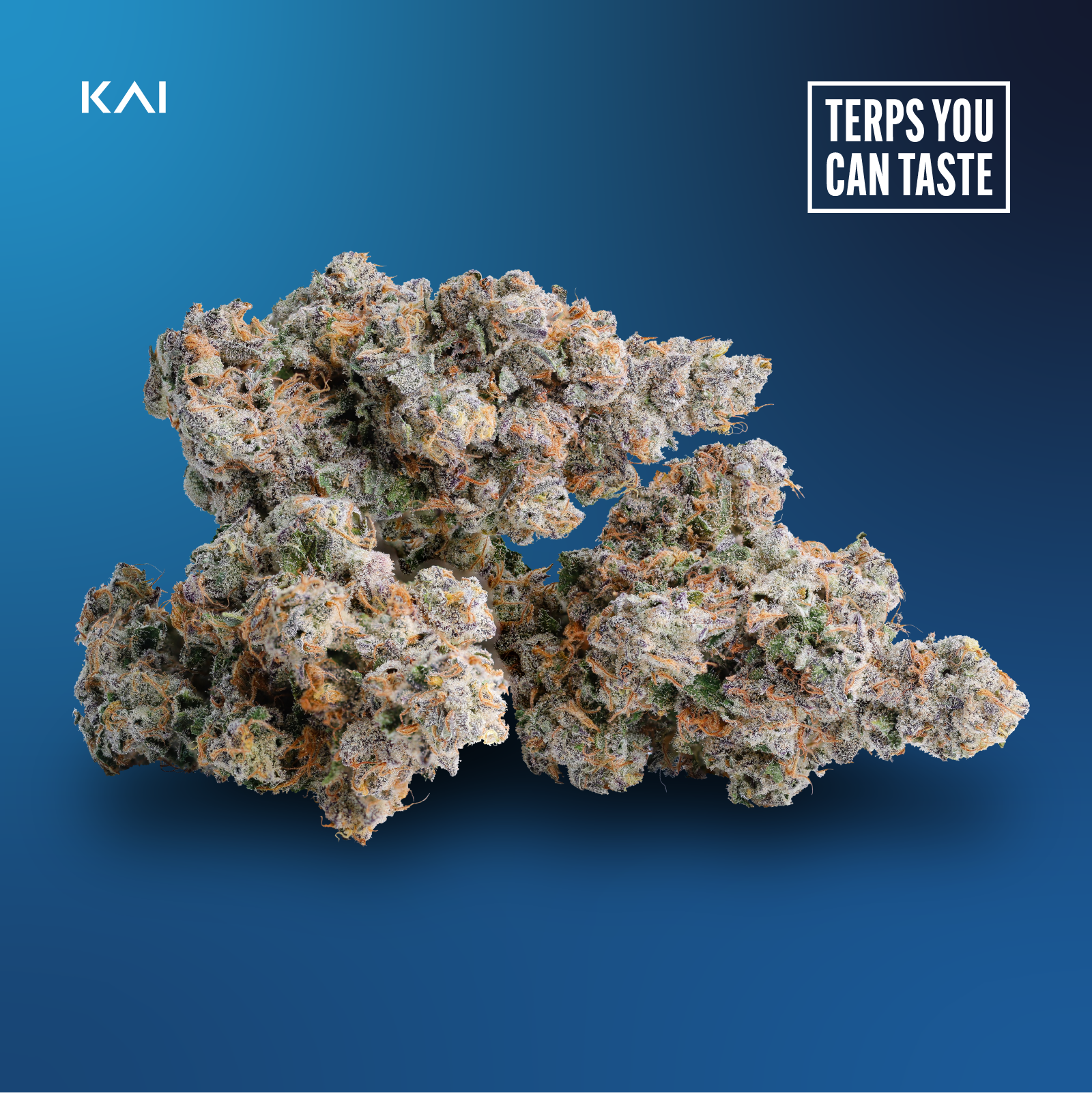 Photograph of product: KAI Oui'd Co. | Blue Bugatti | Bulk Flower - 28g