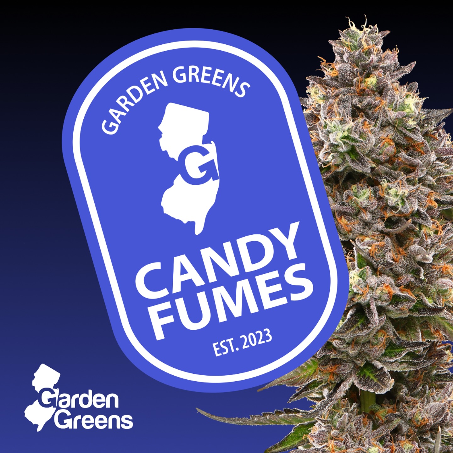 Photograph of product: Flower | Candy Fumes - 3.5g