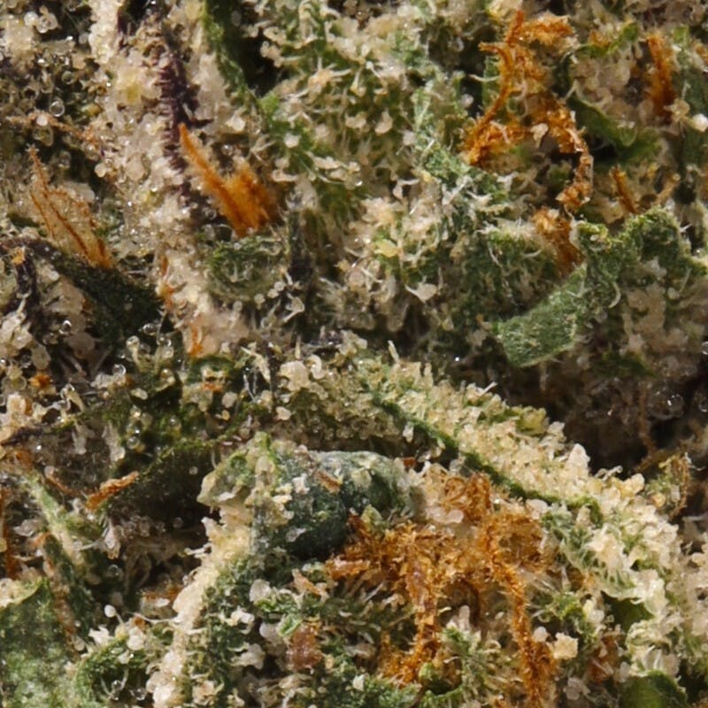 Photograph of product: Lemon Cherry Gelato 3.5G