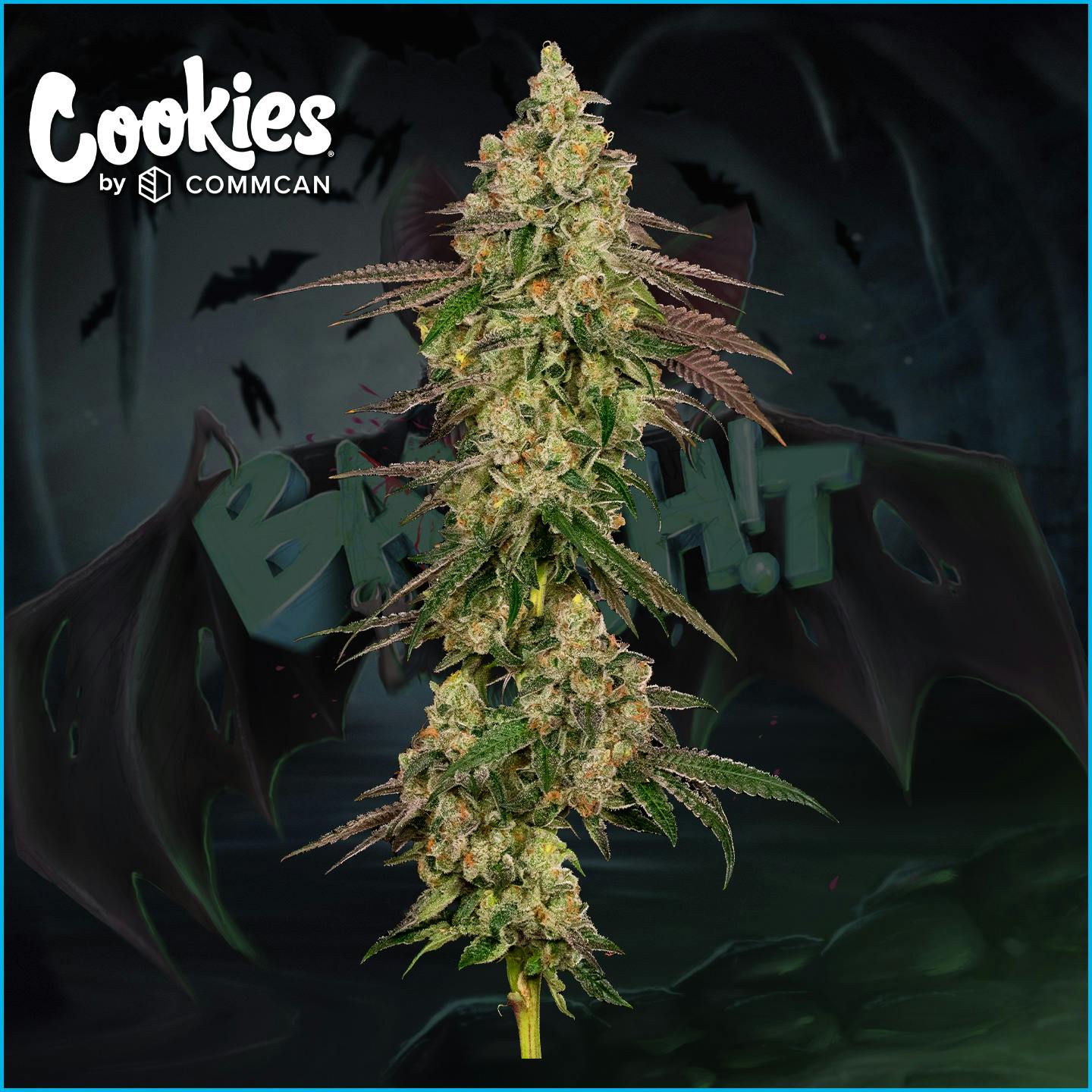 Photograph of product: Bat Sh!t