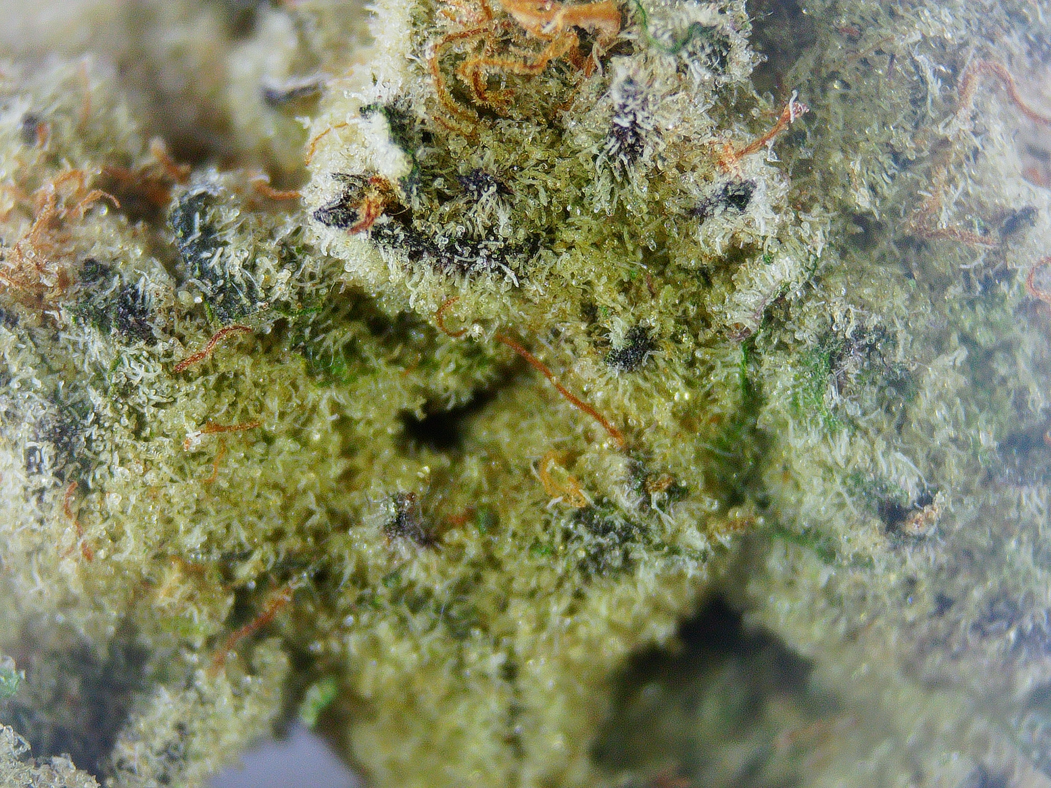 Photograph of product: Uncle Wayne's Finest SOAP BULK Flower - 1g