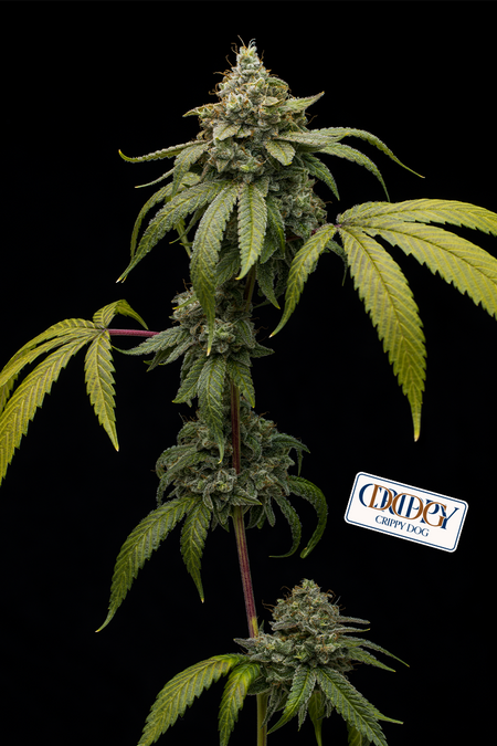 Photograph of product: Crippy Dog - 7g