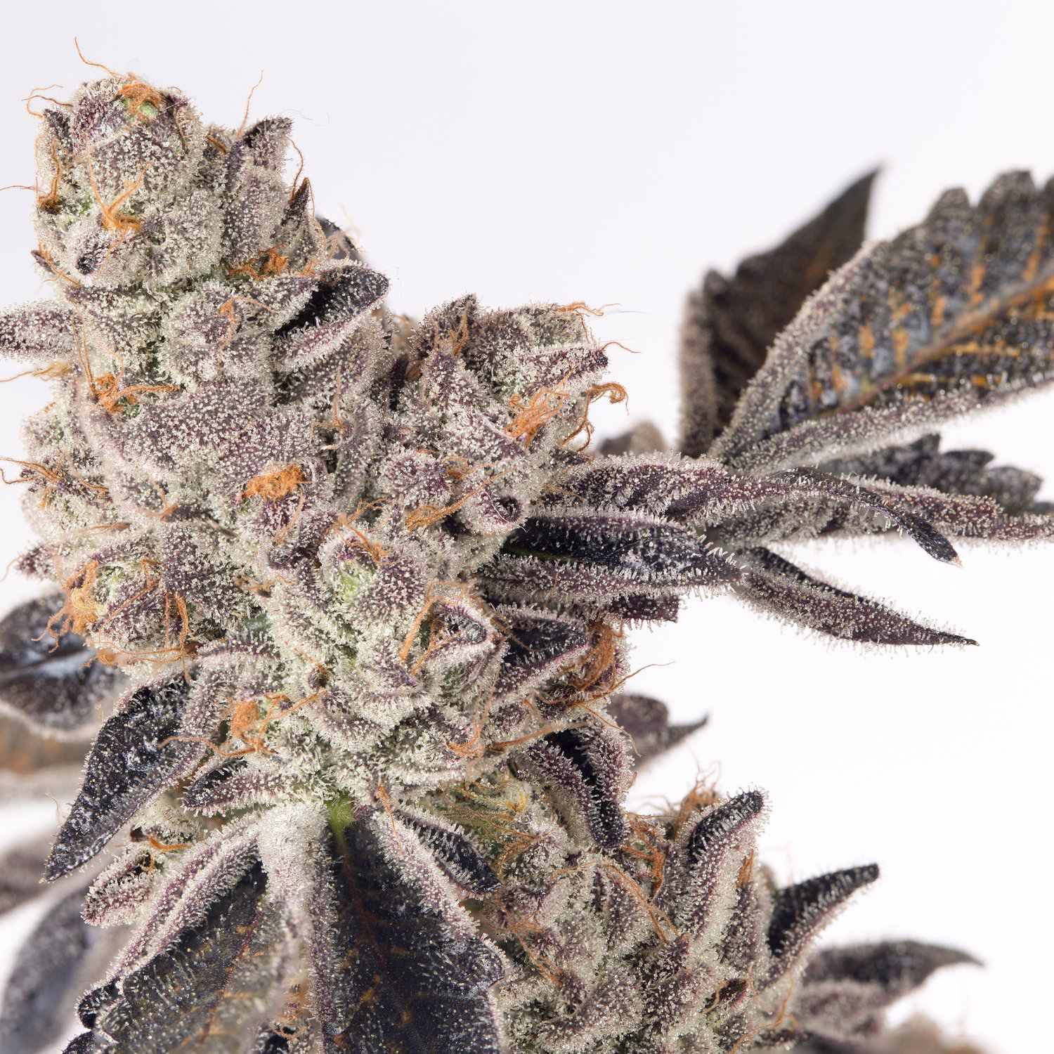 Photograph of product: Resin Ranchers | Runtz - 28g