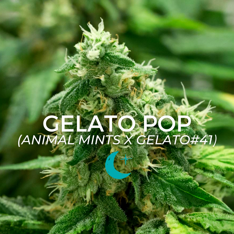 Photograph of product: Gelato Pop - 14g
