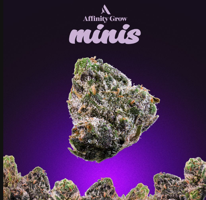 Photograph of product: Permanent Urkle Flower Minis T18.50% I 00593 (3.5g)