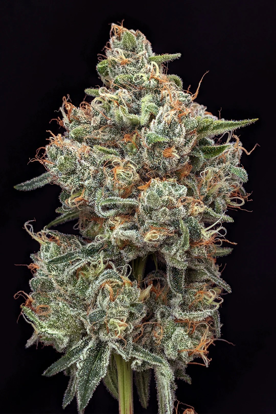 Photograph of product: Green Diesel | - 28g