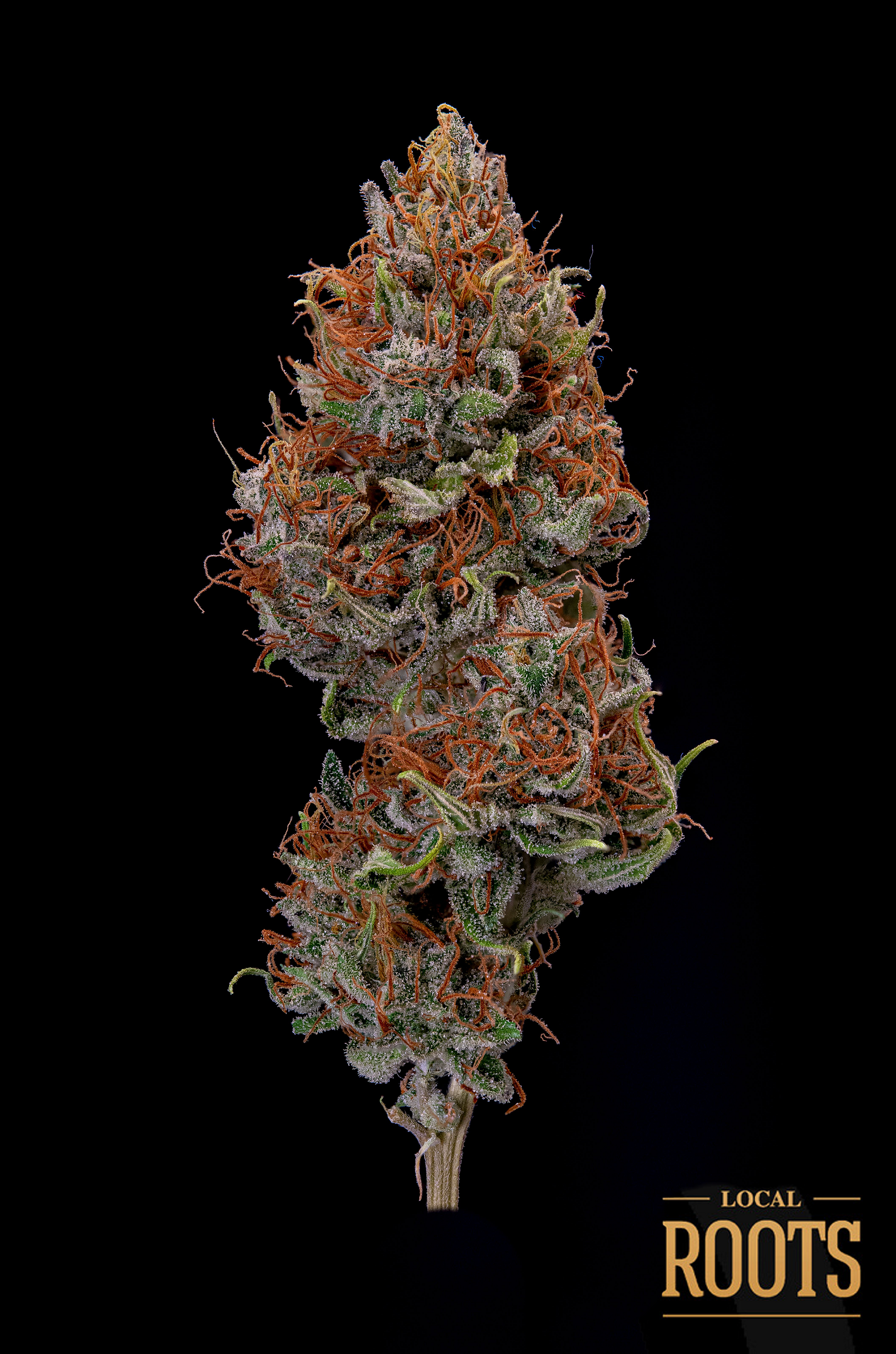 Photograph of product: Maya | Local Roots | - 3.5g