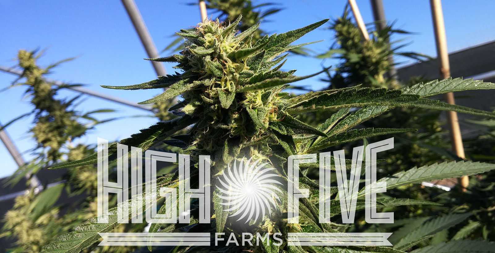 Photograph of product: High Five Farms - Ice Cream Cake - 28g