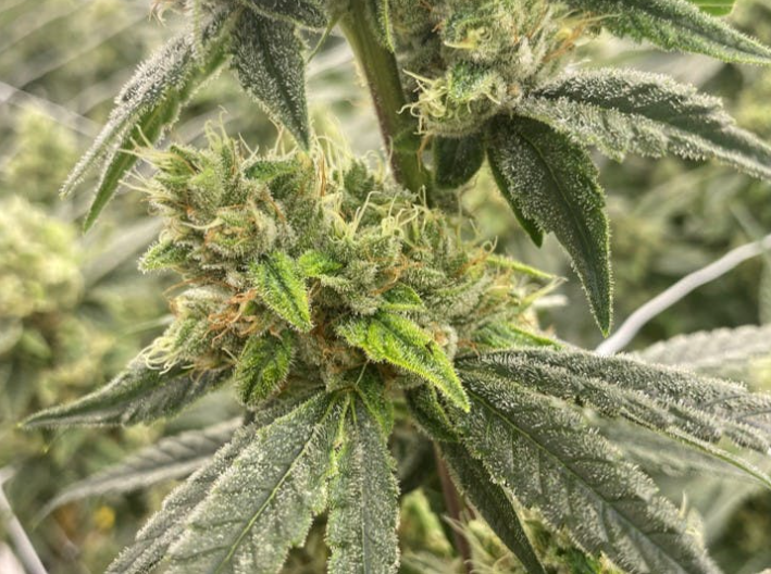 Photograph of product: Heirloom Collective Black Lime Reserve - 3.5g