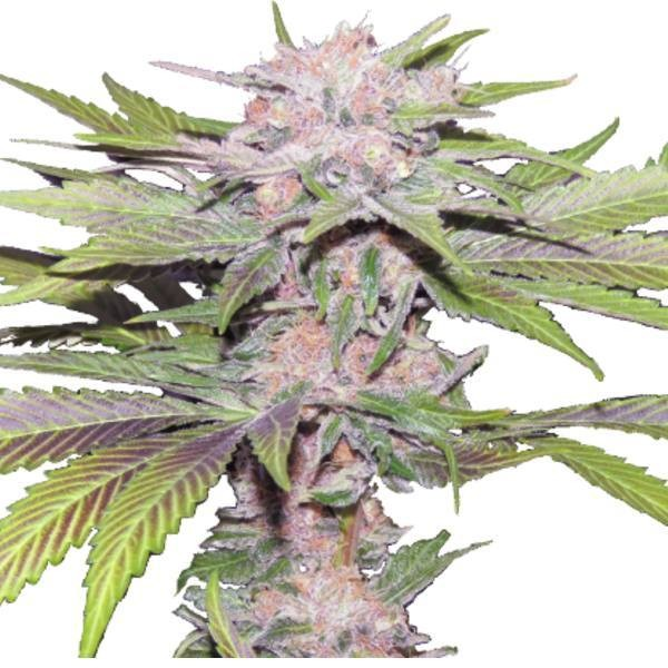 Photograph of product: Nectarine Squeeze - pre-roll